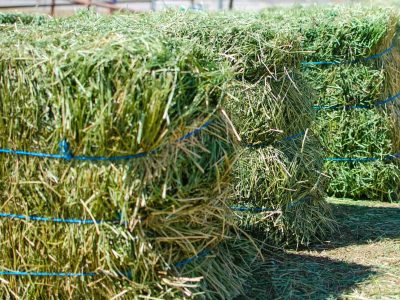 alfalfa-hay-bales