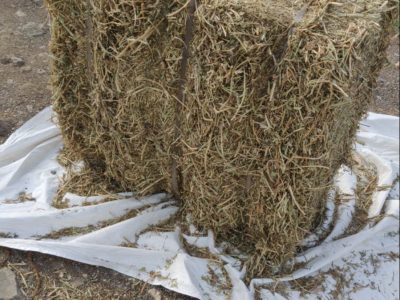 peanut-hay-bale